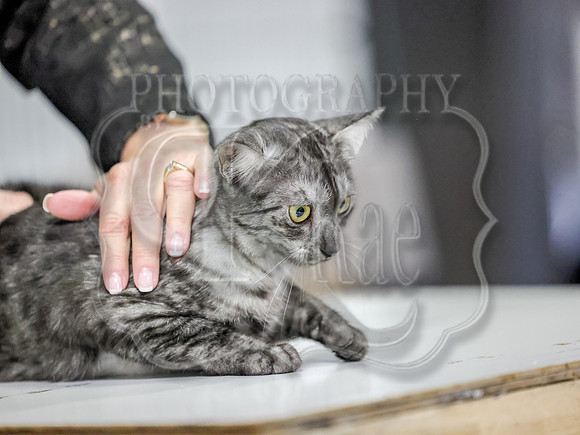 CatShowSun-0069
