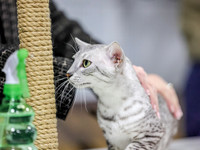 CatShowSun-0037