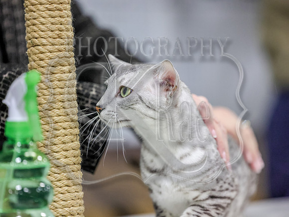 CatShowSun-0037