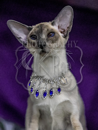 CatShowSun-0165