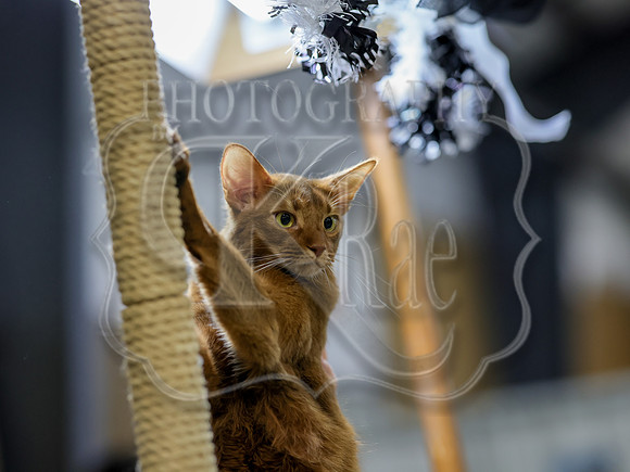 CatShowSat-0883