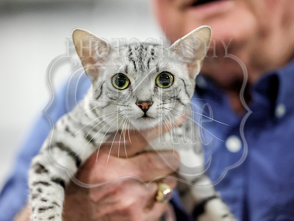 CatShowSun-0106