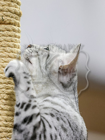 CatShowSun-0060