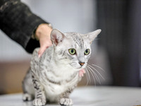 CatShowSun-0045