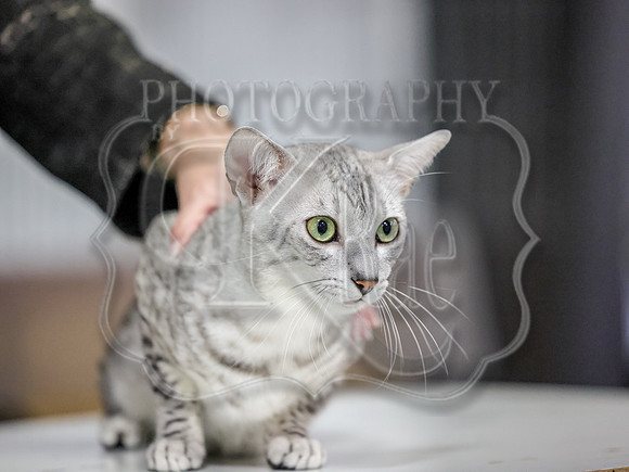 CatShowSun-0045