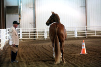 4. HA_AA Sport Horse Mares In-Hand Hunter Type
