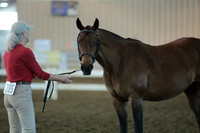 6. HA_AA Sport Horse Mares In-Hand ATH