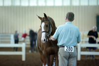 9. HA_AA Sport Horse Geld In Hand Dressage Type