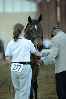 20. Arabian Sport Horse Mares In Hand ATH