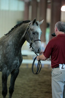 22. Arabian Sport Horse Geldings In-Hand 2 and Under