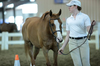 23. Arab SH Gelding In-Hand Hunter Type 3 yrs and older