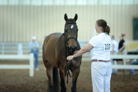 24. Arab SH Geld In Hand Dressage Type 3 yrs and older