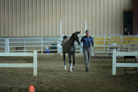 28. Arab Sport Horse Stallions In-Hand Hunter Type