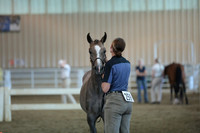 29. Arab Sport Horse Stallions In-Hand Dressage Type