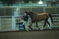 36. Arabian_HA_AA Showmanship JTH