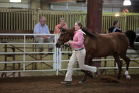 37. Arabian_HA_AA Showmanship AATH