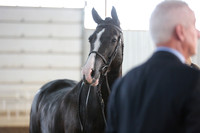 40. Champion_Reserve HA_AA Mares