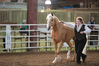 41. HA_AA Geldings