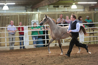 49. Arabian Fillies Yearlings