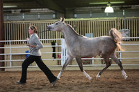 50. Arabian Mares 2 yrs old