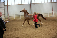 56. Sr. Champ_Reserve Arab Mares 3 Yrs and over