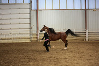 58. Arabian Geldings 3 and over