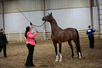 61. Champion_Reserve Arabian Geldings