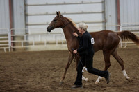 62. Arabian Colts Yearlings