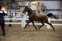 63. Arabian Colts 2 yr old