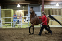 65. Arabian Stallions 3-5 yr olds