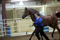 67. Arabian Stallions ATH