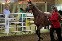 68. Sr. Champ_Reserve Arabian Stallions 3 and over