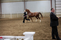 70. KAHABA Arabian Halter 3 and under