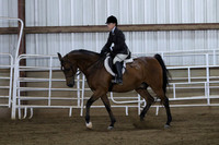 115. Arabian Sport Horse Under Saddle Hunter Type-photos