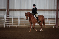 80. HA_AA Sport Horse Under Saddle Dressage Type