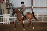 195. Arabian Hunter Pleasure Limit Horse