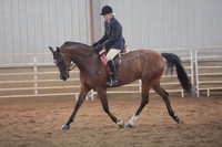 210. Arabian Hunter Pleasure Championship
