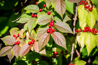 10_11_GilmoreMetroPark