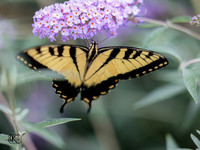 Butterflies