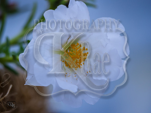 BN5A0211