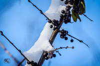 12_14_snow