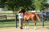 1.Purebred Arabian Halter