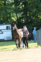 2.Half-Arabian Halter