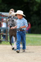 5.Miniature halter, stallions and geldings – 3 and over
