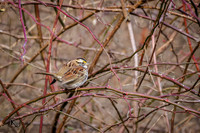 01_02_GilmoreMetroPark