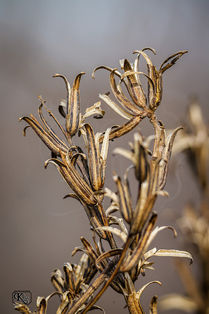 BN5A3665