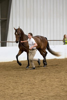 27 $100 Region 5 Champion Part Bred Friesian ATH all ages all genders-photos