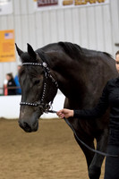 28 $100 Region 5 Champion Part Bred Friesian JTH all ages all genders-photos
