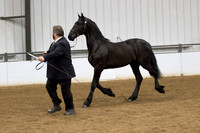 29 Region 5 Champion Friesian Colts & Geldings 2 and under-photos