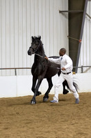 30 Region 5 Champion Friesian Stallions 3 and over-photos